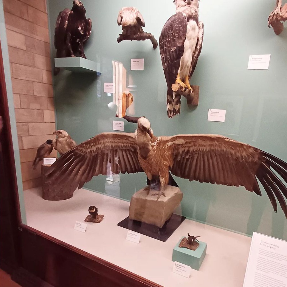 The Natural History Museum | Things to Do in London - birds